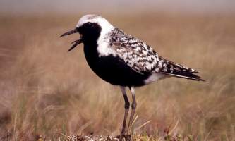 Bird_Species-04-mknjbz