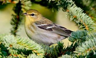 Bird_Species-04-mknlzd