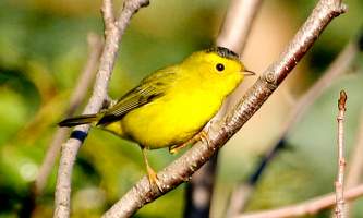 Bird_Species-09-mknjcp