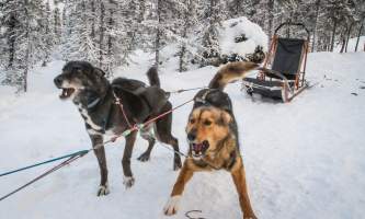 Black spruce dog sledding 11 17 13 0932 o164kg
