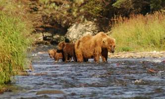 Brooks_Sow_and_cubs-rsz-copyright_Russ_Johnson-ma82je