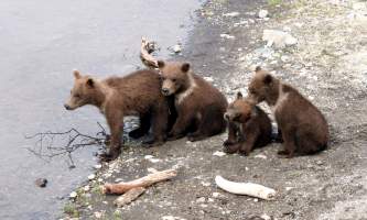Cubs_times_4-rsz-copyright_Scott_Moran-ma82j3