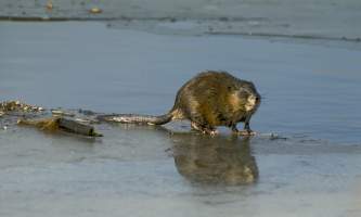 Land_Mammals-01-mryhmx
