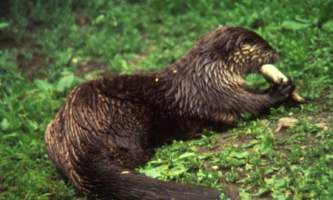 Land_Mammals-16-mknjdz