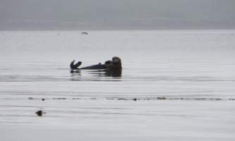 Shuyak island sea otter shuyak island state park o19y0h