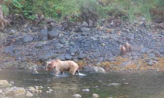 Shuyak island skinny spring bear and cubs shuyak island state park o19y0m