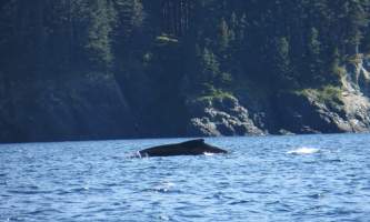 Shuyak island whale near big fort island shuyak island state park o19y0y