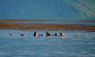 Unalaska_Sea_Lions2014-nyaiv6