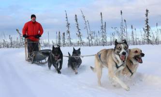 Alaska mushing school img 6633 okpd3q
