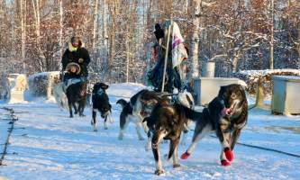 Alaska mushing school alaskamushingschool2 ojvw1c