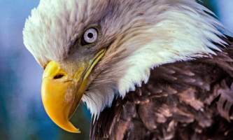 Bald_eagle-10-mknjcy
