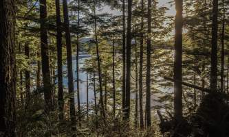 Connell-lake-trail-Connell_Lake_Sun_Through_The_Pines-p5v0pc
