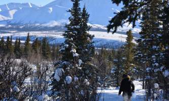 Denali Winter Drive Adventure | Guided Tour from… | ALASKA.ORG