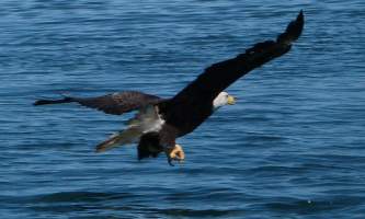Infinite-alaska-adventures-eagle3-p2posp