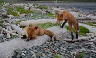 Infinite-alaska-adventures-fox2-p2poy2