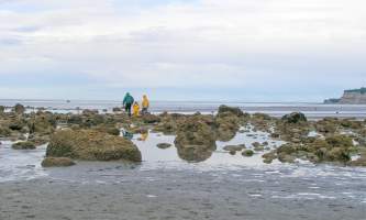 Intertidal-05-n8incu