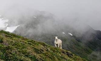 Mt_roberts-alpine-trailmt_roberts-catherin-mattson-org2l9