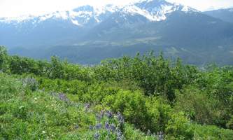 Mt_roberts-alpine-trailsarah-fullilove-mt_roberts-org2k2