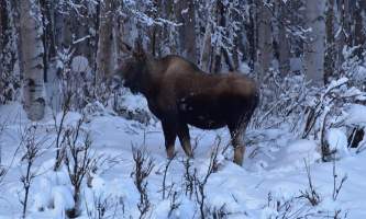 Snowmobiling moose2 p5hyb8