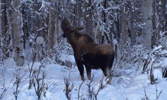 Snowmobiling moose5 p5hybc