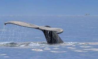 Soldotna-bnb-alaska-fishing-charters-10527414_10154414190010007_9176777400026764000_n-ohfh16