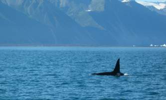 Soldotna-bnb-alaska-fishing-charters-whale-ohfh1e