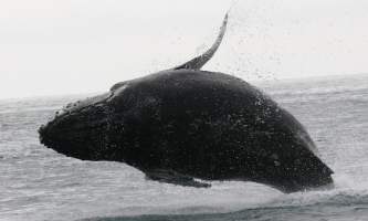 Ultimate-alaska-adventure-41-Whale_Breaching-pdvumz