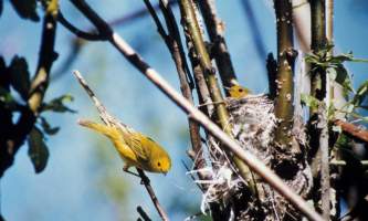 Warbler-thrush-chickadee-02-mryhrn