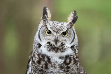 Alaska Raptor Center