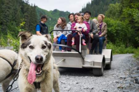 Dog sledding hot sale near me