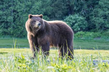 Pack Creek Bear Tours