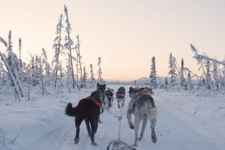 Alaska Mushing School