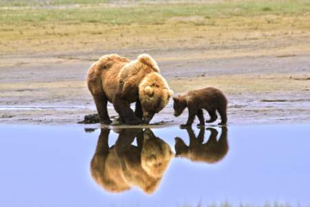 Alaska Bear Adventures Day Tours