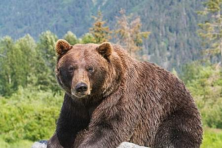 Brown Bear