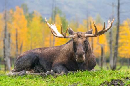 Alaska Wildlife Conservation Center