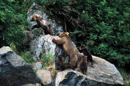 Rust's Bear Viewing