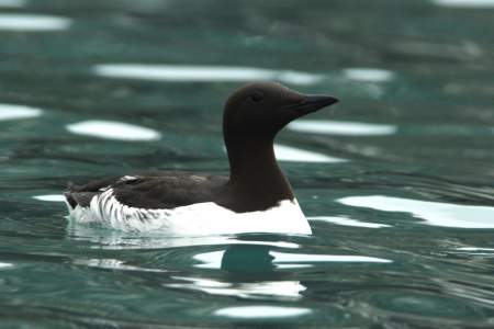 Common Murres Caves