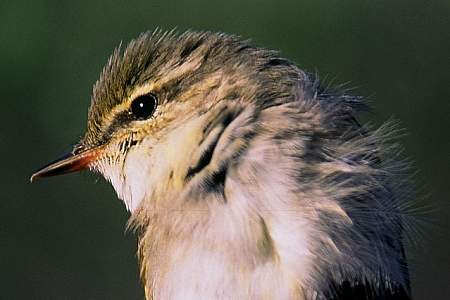 Tattler Creek - Good Birding Location (Mile 37.5)