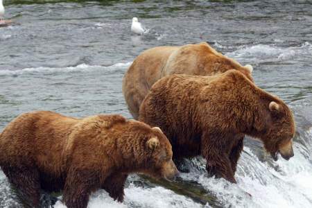 Brooks Lodge Bear Viewing