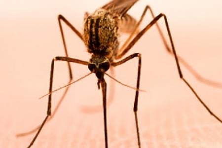 Mosquitoes: Pest Or Boon?