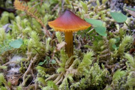 Mushrooms & Fairy Rings