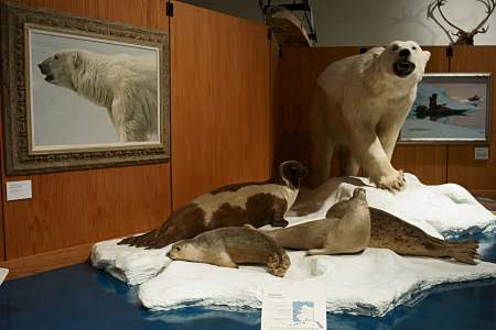31. Polar Bears