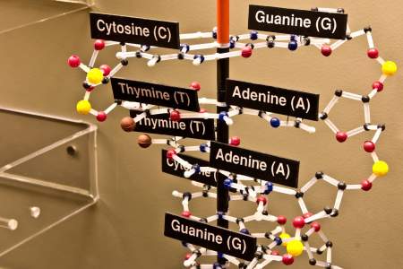 37. Systematics and DNA