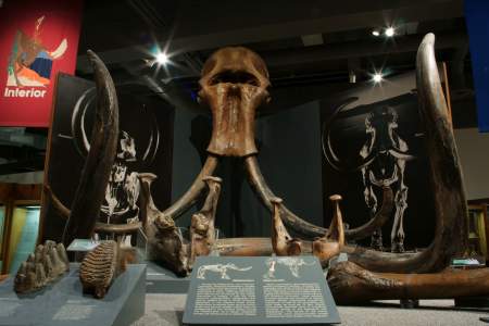 59. Mastodons and Woolly Mammoths
