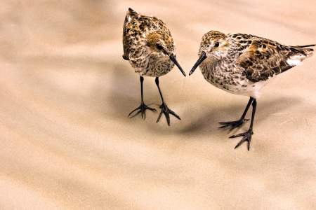 62. Alaska's Shorebirds