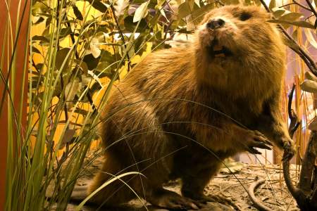 66. Beaver Trapping
