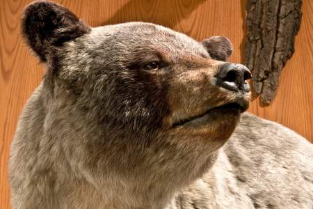 73. Hear the Tlingit Language