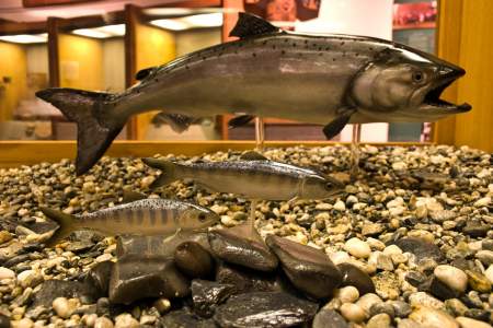 74. Salmon Life Cycle