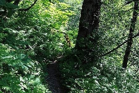 Mount Juneau Trail