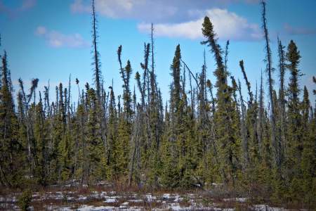 Black Spruce